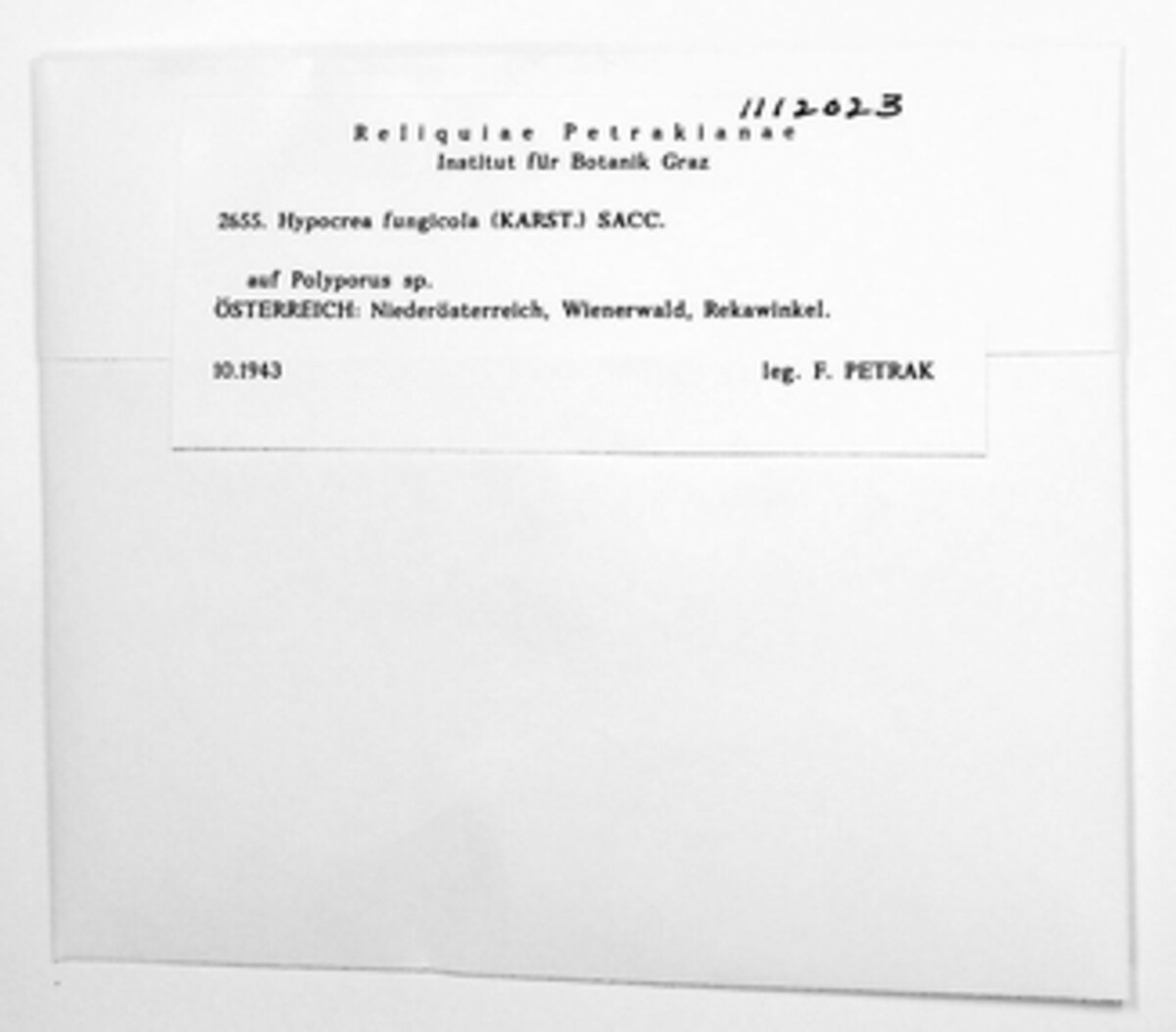 Protocrea fungicola image